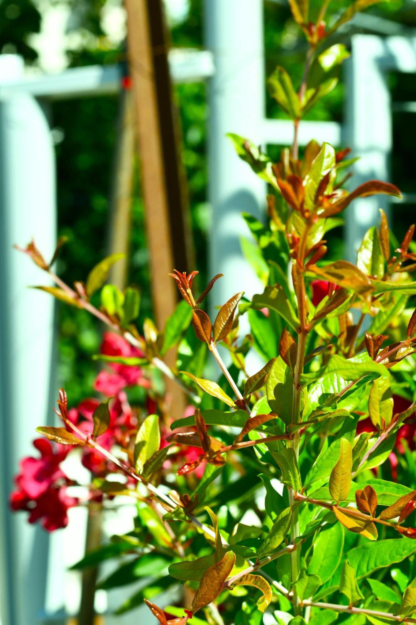 Garden Rooms ฮีมาเรอ ภายนอก รูปภาพ
