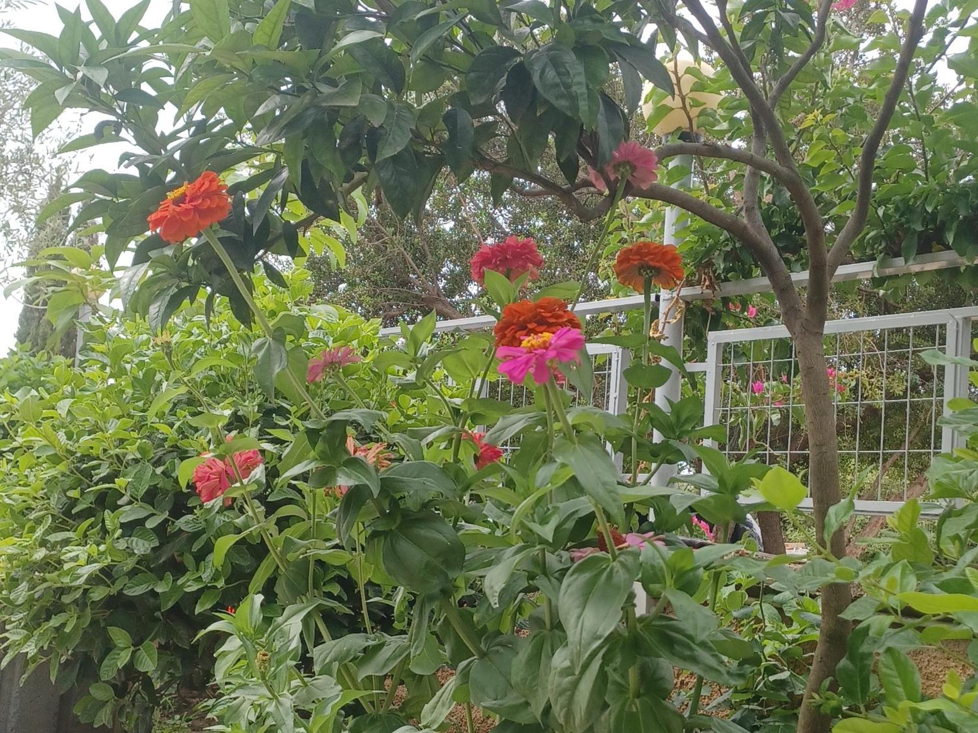 Garden Rooms ฮีมาเรอ ภายนอก รูปภาพ